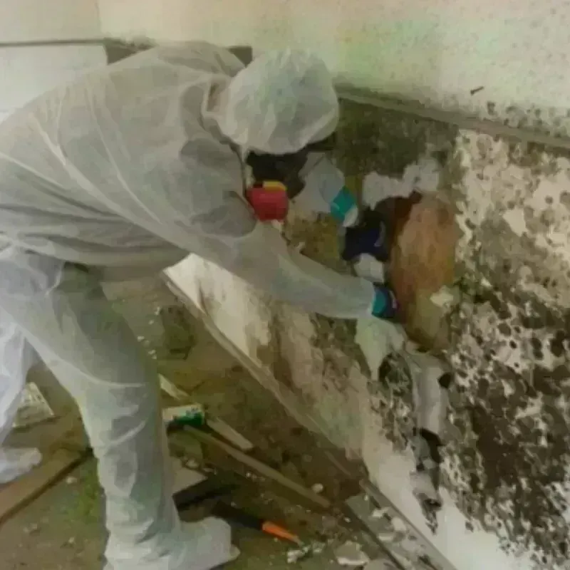 Mold Remediation and Removal in Charlotte Court House, VA